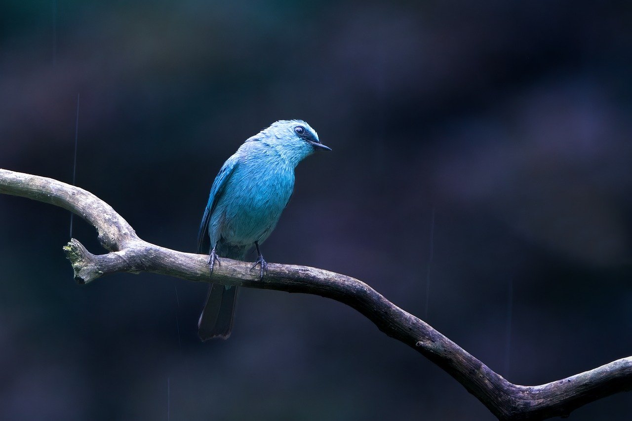Featured Img